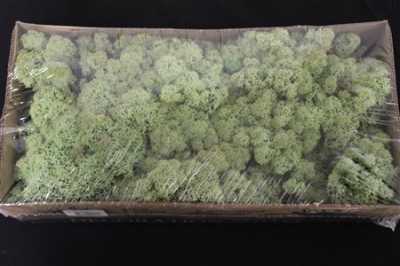 Ijslandsmos Pr Mint Groen