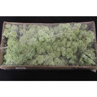 Ijslandsmos Pr Mint Groen