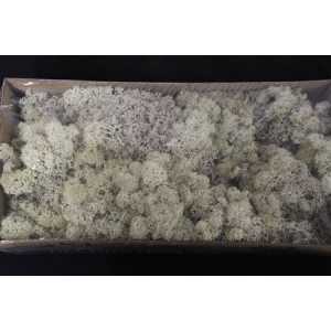 Ijslandsmos Pr Misty White