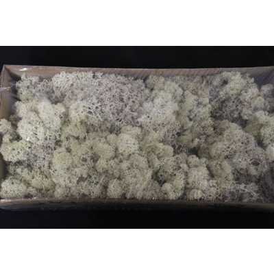 Ijslandsmos Pr Misty White