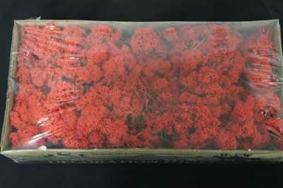 Ijslandsmos Pr Red
