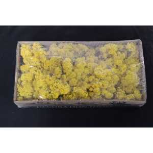 Ijslandsmos Pr Yellow