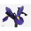 Iris Blue Magic Ex Showing Colour