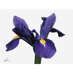 Iris Blue Magic Ex Showing Colour