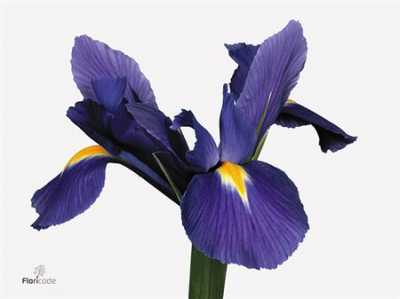 Iris Blue Magic Ex Showing Colour