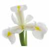 Iris Casablanca