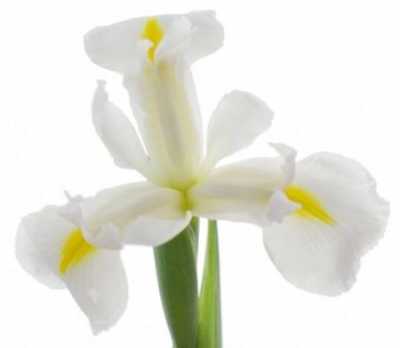 Iris Casablanca