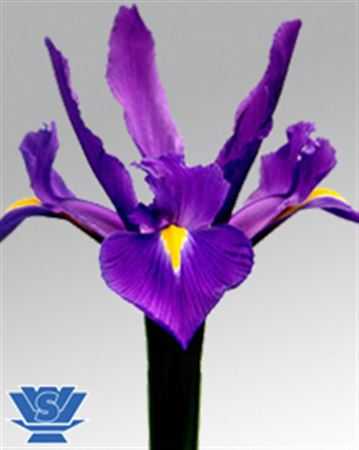 Iris Hong Kong