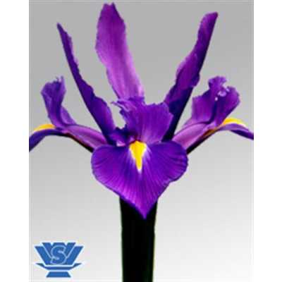 Iris Hong Kong