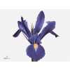 Iris Proffessor Blue