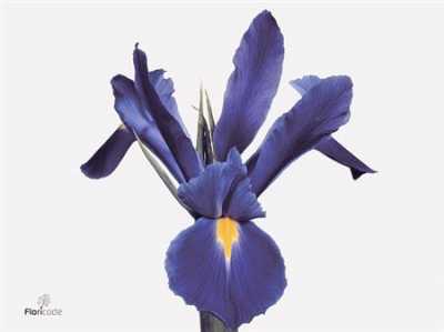 Iris Proffessor Blue