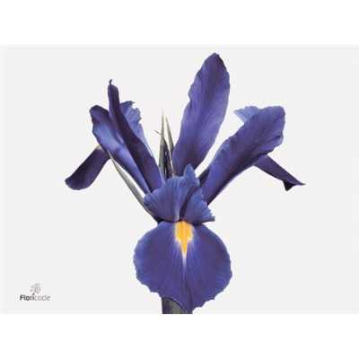 Iris Proffessor Blue