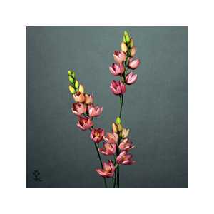 Ixia Castor