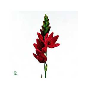 Ixia Venus