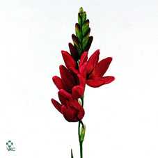 Ixia Venus
