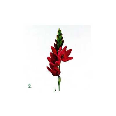 Ixia Venus