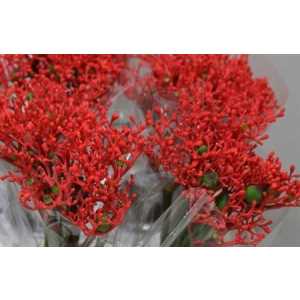 Jatropha Firecracker