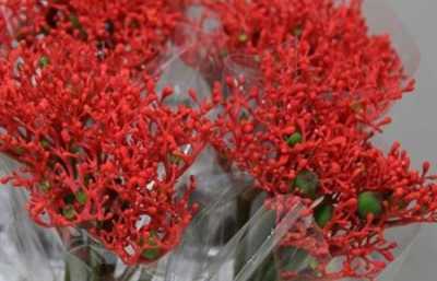Jatropha Firecracker