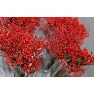 Jatropha Firecracker