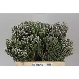 Kaaps Brunia Silver Young