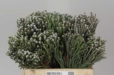 Kaaps Brunia Silver Young