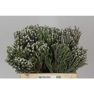 Kaaps Brunia Silver Young