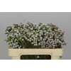 Kaaps Brunia Spray