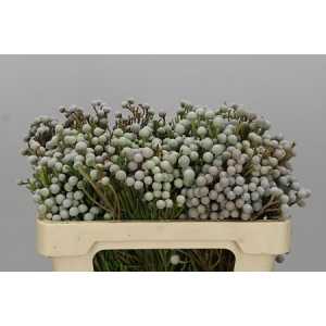 Kaaps Brunia Spray