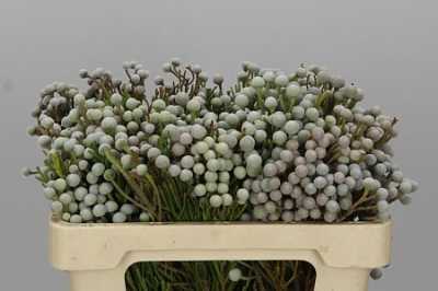 Kaaps Brunia Spray