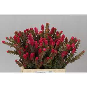 Kaaps Paranomus Pink