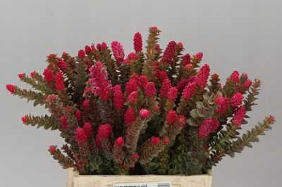 Kaaps Paranomus Pink