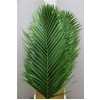 Kentia Palm Price By Thy Stem!!!