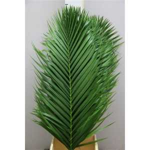 Kentia Palm Price By Thy Stem!!!