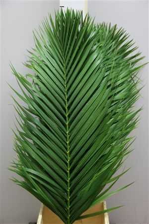 Kentia Palm Price By Thy Stem!!!