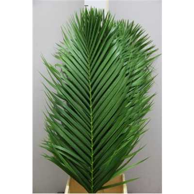 Kentia Palm Price By Thy Stem!!!