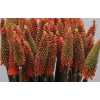 Kniphofia