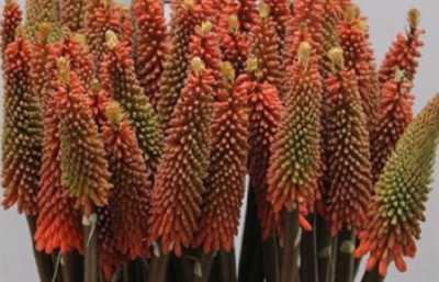 Kniphofia