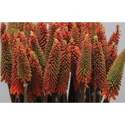 Kniphofia