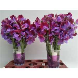 Lathyrus Barcelona Wedding