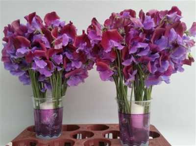 Lathyrus Barcelona Wedding