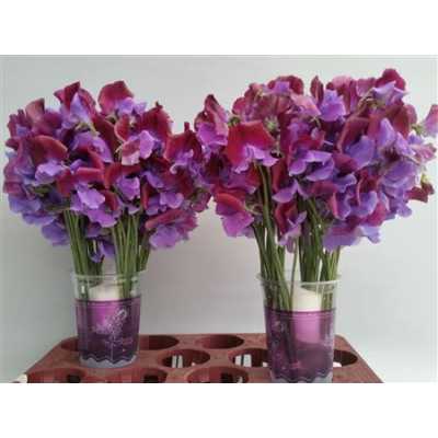 Lathyrus Barcelona Wedding