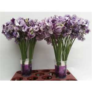 Lathyrus Blue Wedding