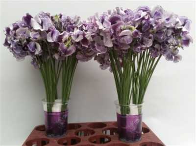 Lathyrus Blue Wedding