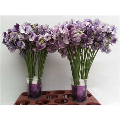 Lathyrus Blue Wedding