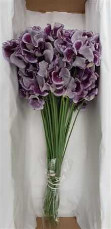 Lathyrus Blue Wedding Box