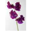 Lathyrus Bordeaux