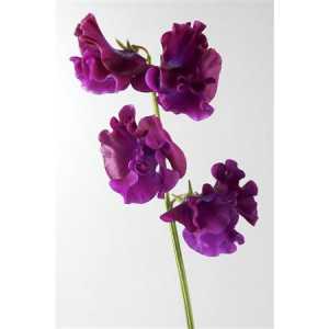 Lathyrus Bordeaux