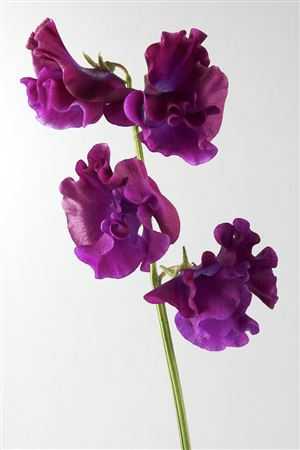 Lathyrus Bordeaux