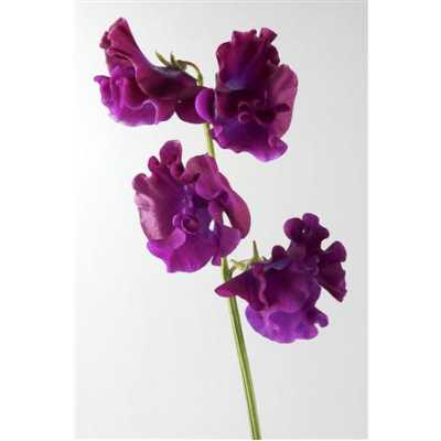Lathyrus Bordeaux