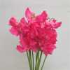 Lathyrus Cerise